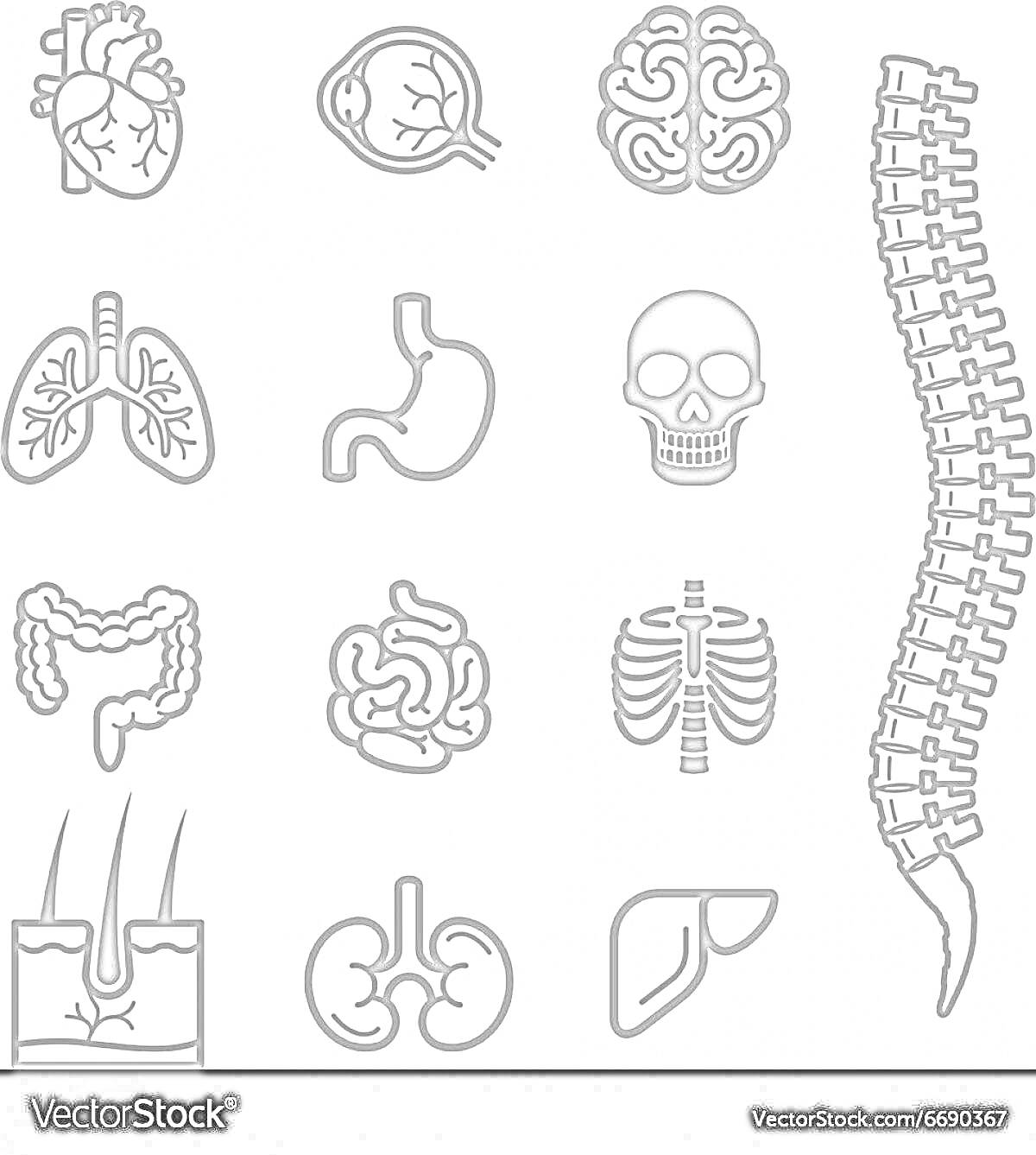 Раскраска Органы и части тела человека: сердце, глаз, мозг, позвоночник, легкие, желудок, череп, кишечник, печень, ребра, почки, волосы, кожа