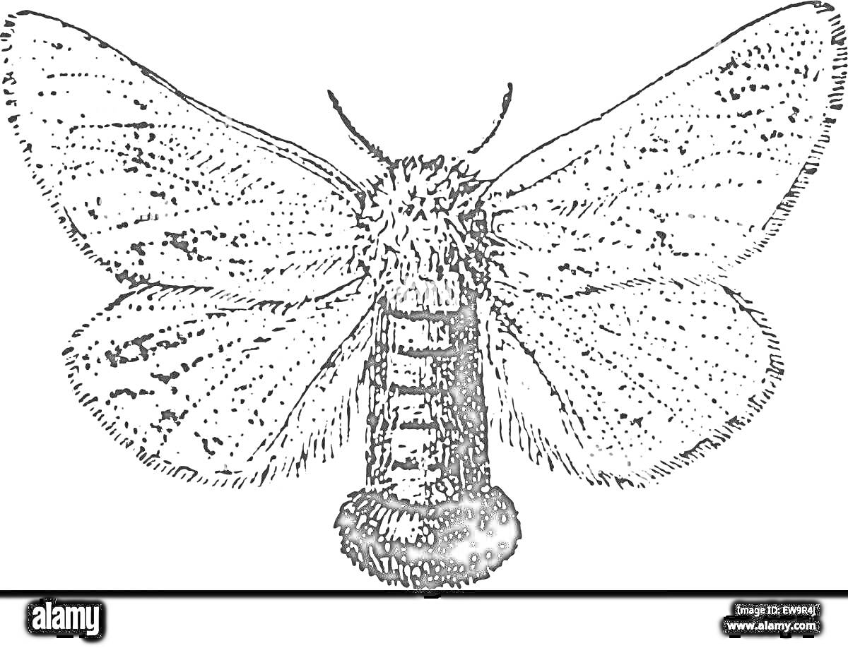 Раскраска Тутовый шелкопряд с расправленными крыльями