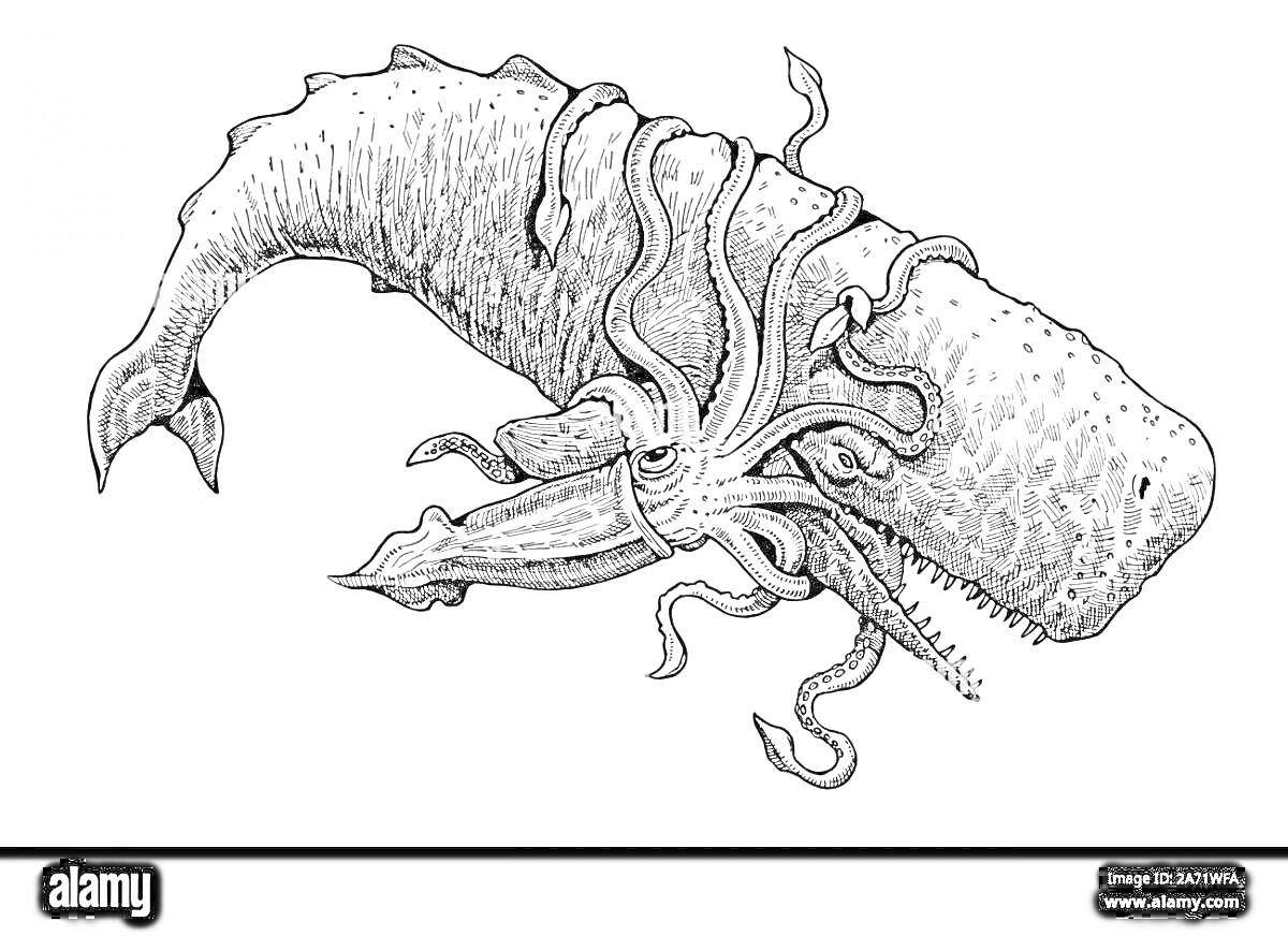 Раскраска гигантский кальмар, атакующий кашалота