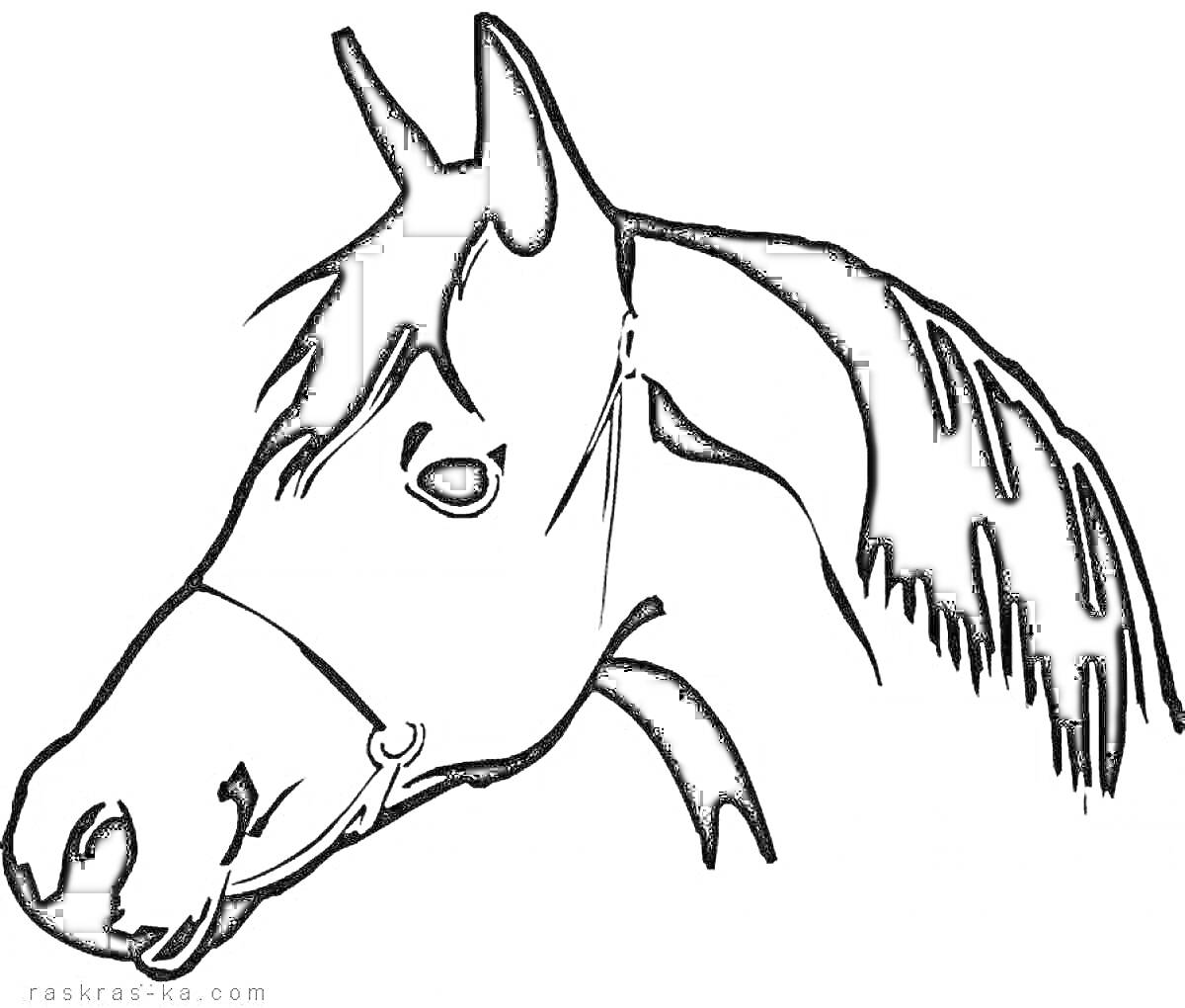 На раскраске изображено: Лошадь, Голова, Грива, Уздечка