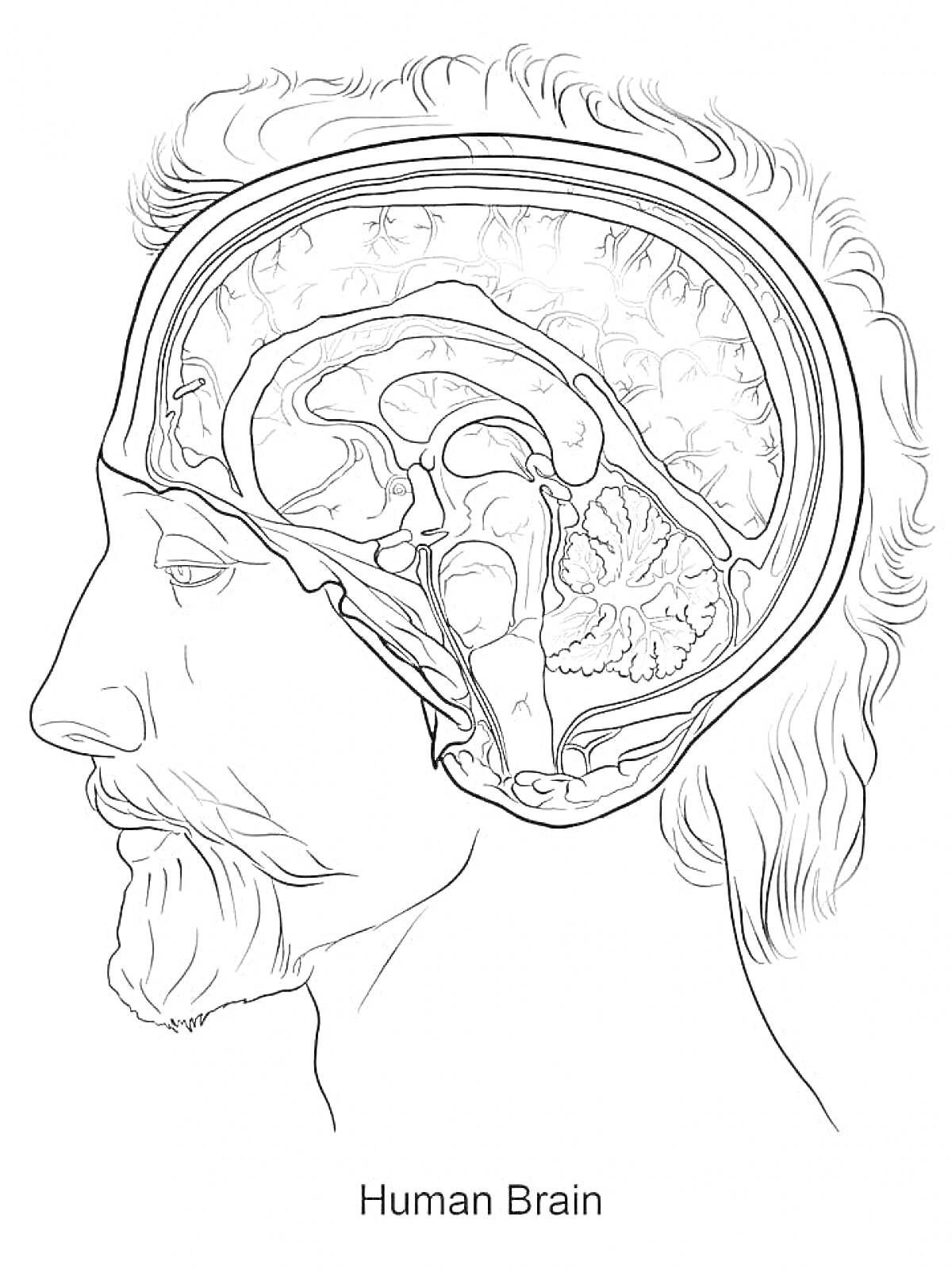 Раскраска Человеческий мозг в разрезе головы с анатомическими деталями