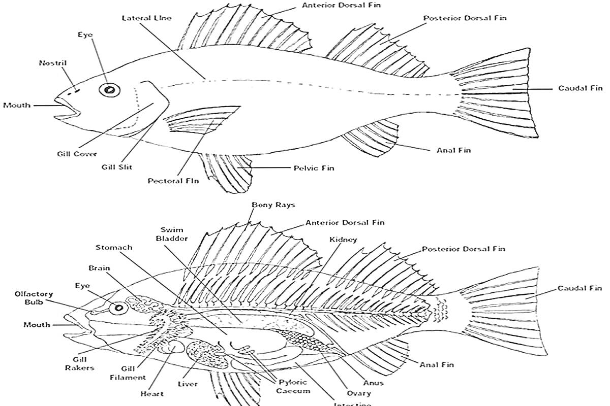 Строение рыбы: ротовая полость, глаза, жаберная крышка, боковая линия, грудной плавник, брюшной плавник, анальный плавник, хвостовой плавник, первый спинной плавник, второй спинной плавник, жабры, чешуя, плавательный пузырь, почка, сердце, печень, желудок