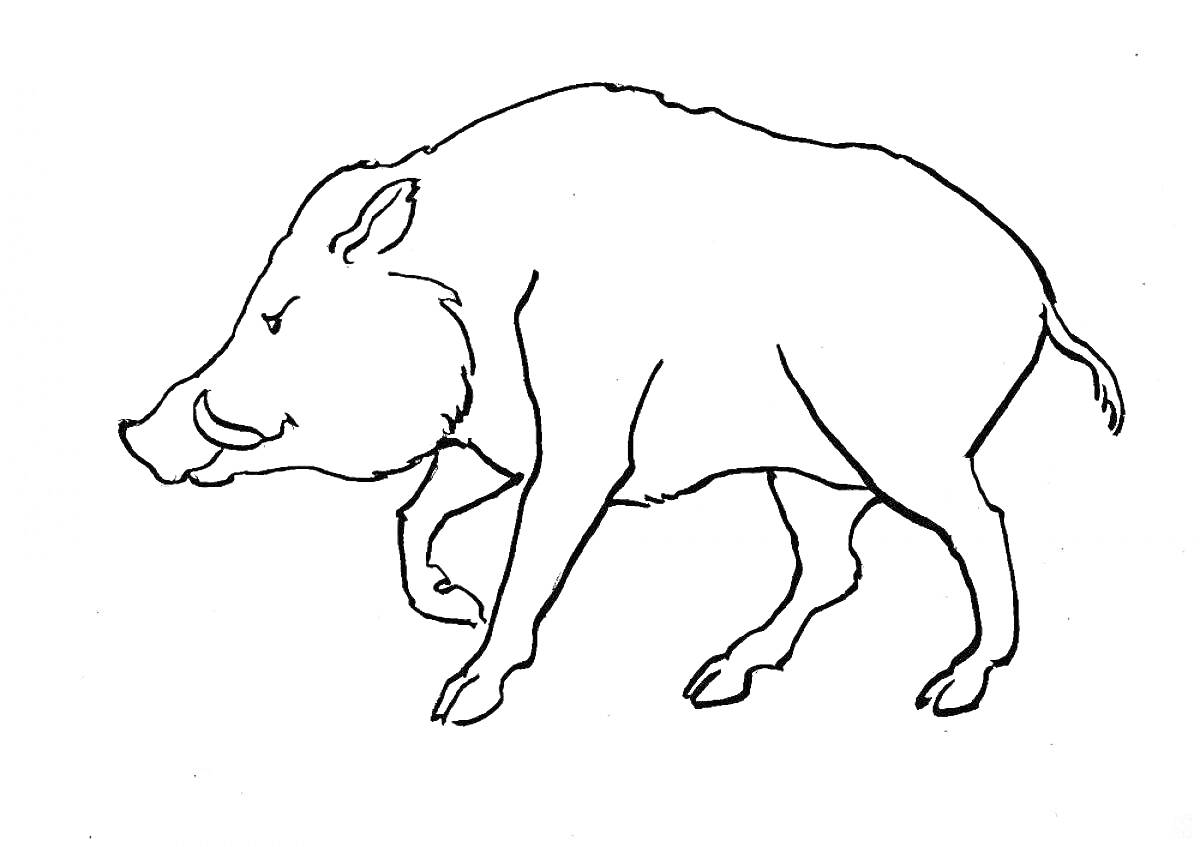 На раскраске изображено: Животные, Свиньи, Контурные рисунки, Лесные животные