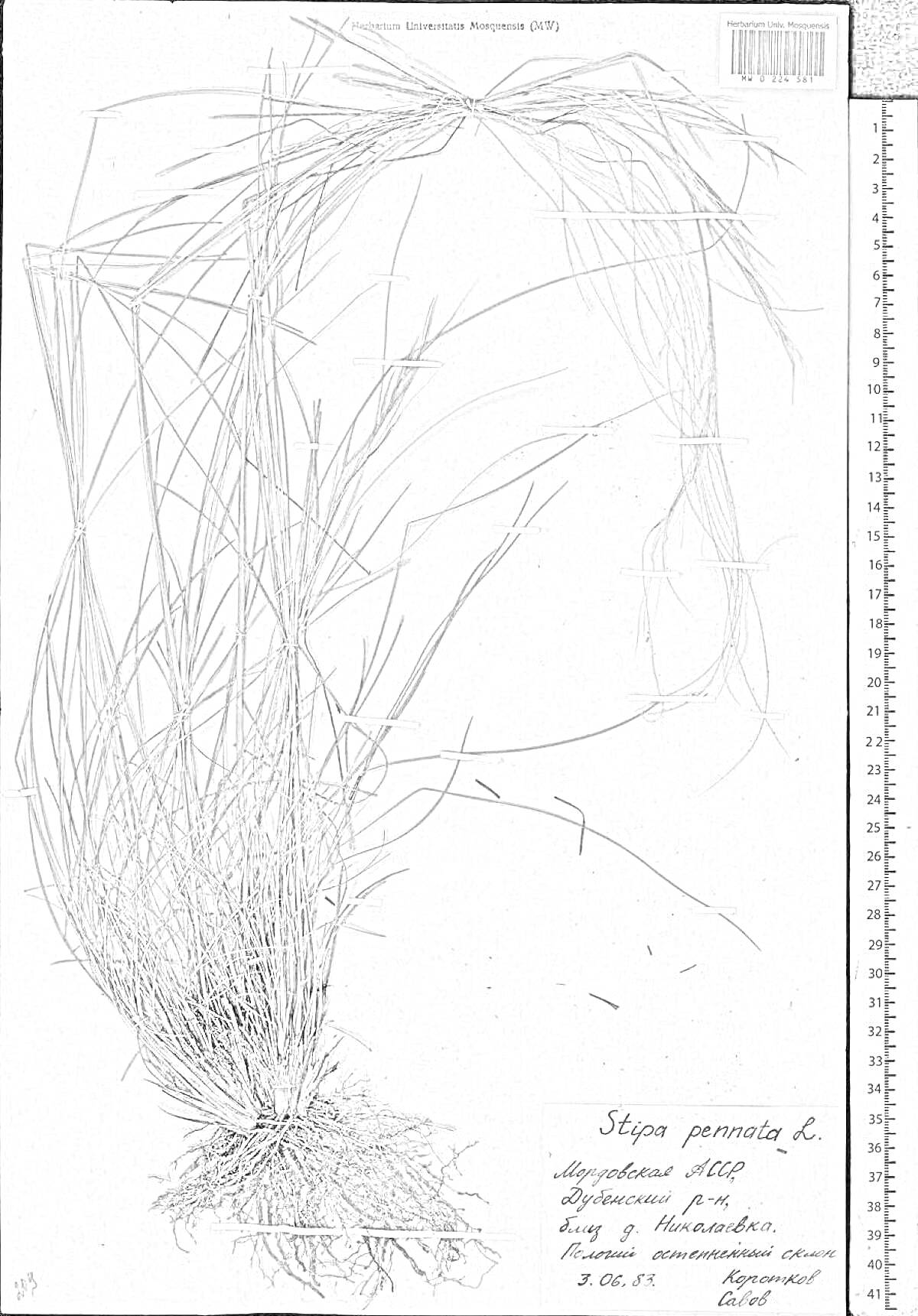 Раскраска Степной ковыль на гербарном листе с подписью на этикетке и измерительной линейкой