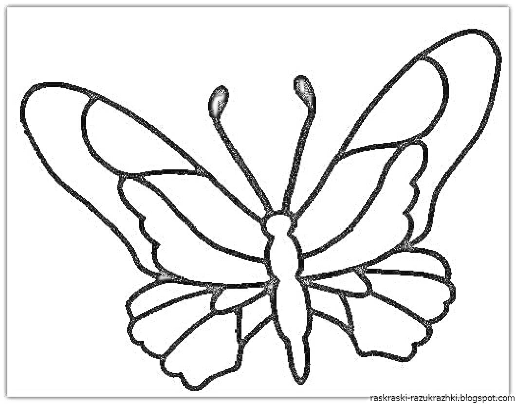 Раскраска Бабочка с расправленными крыльями