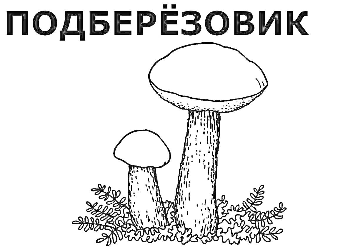 Раскраска Два гриба подберёзовика с травой