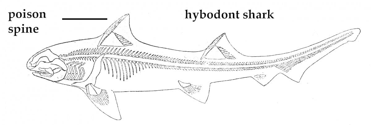 Раскраска Гибодонтская акула с указанием ядовитого шипа