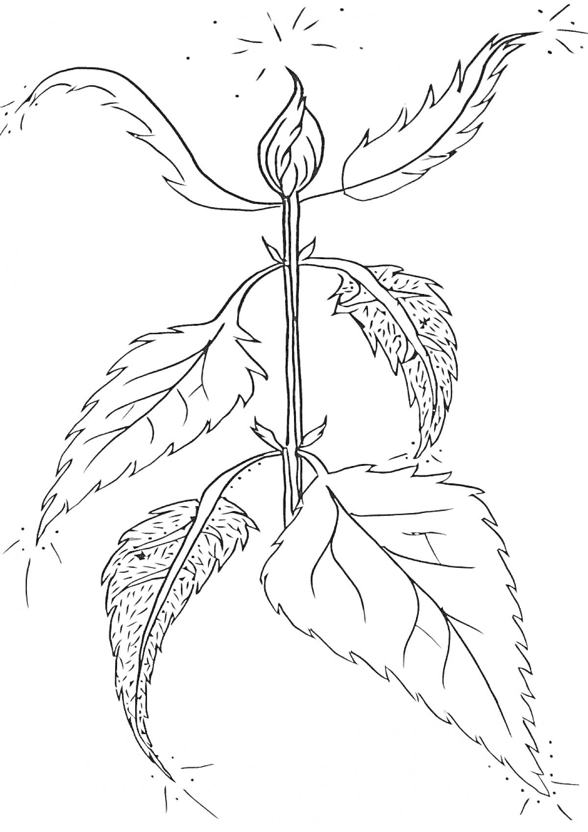 Рисунок крапивы с листьями и стеблем.