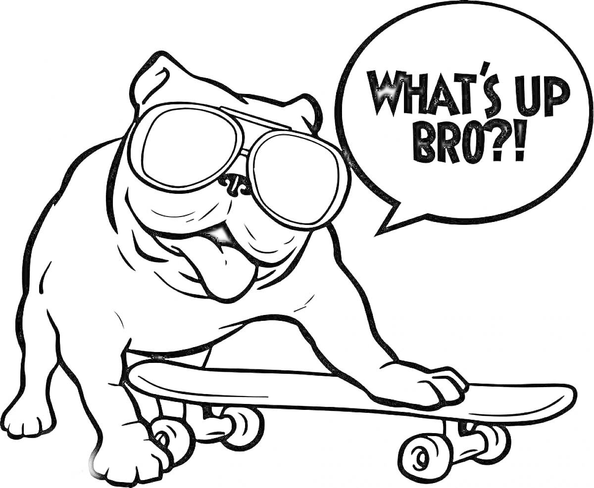 Раскраска Мопс в очках на скейтборде с надписью 