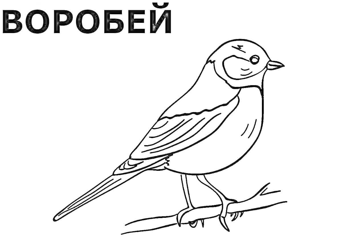 На раскраске изображено: Воробей, Зимующие птицы, Ветка, Для детей, Контурные рисунки