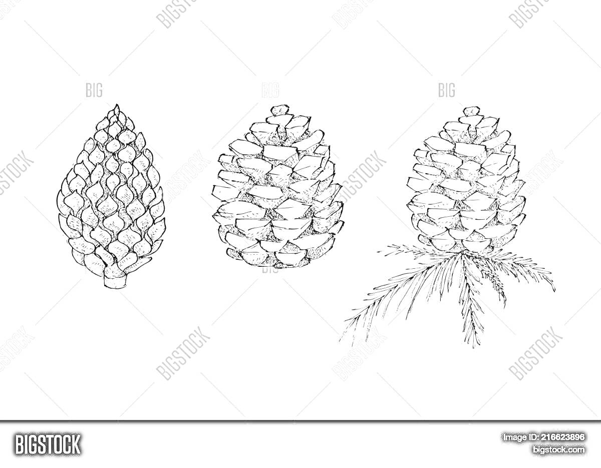 Раскраска Три шишки хвойных деревьев с разными вариантами чешуек и с иголками на одной из них