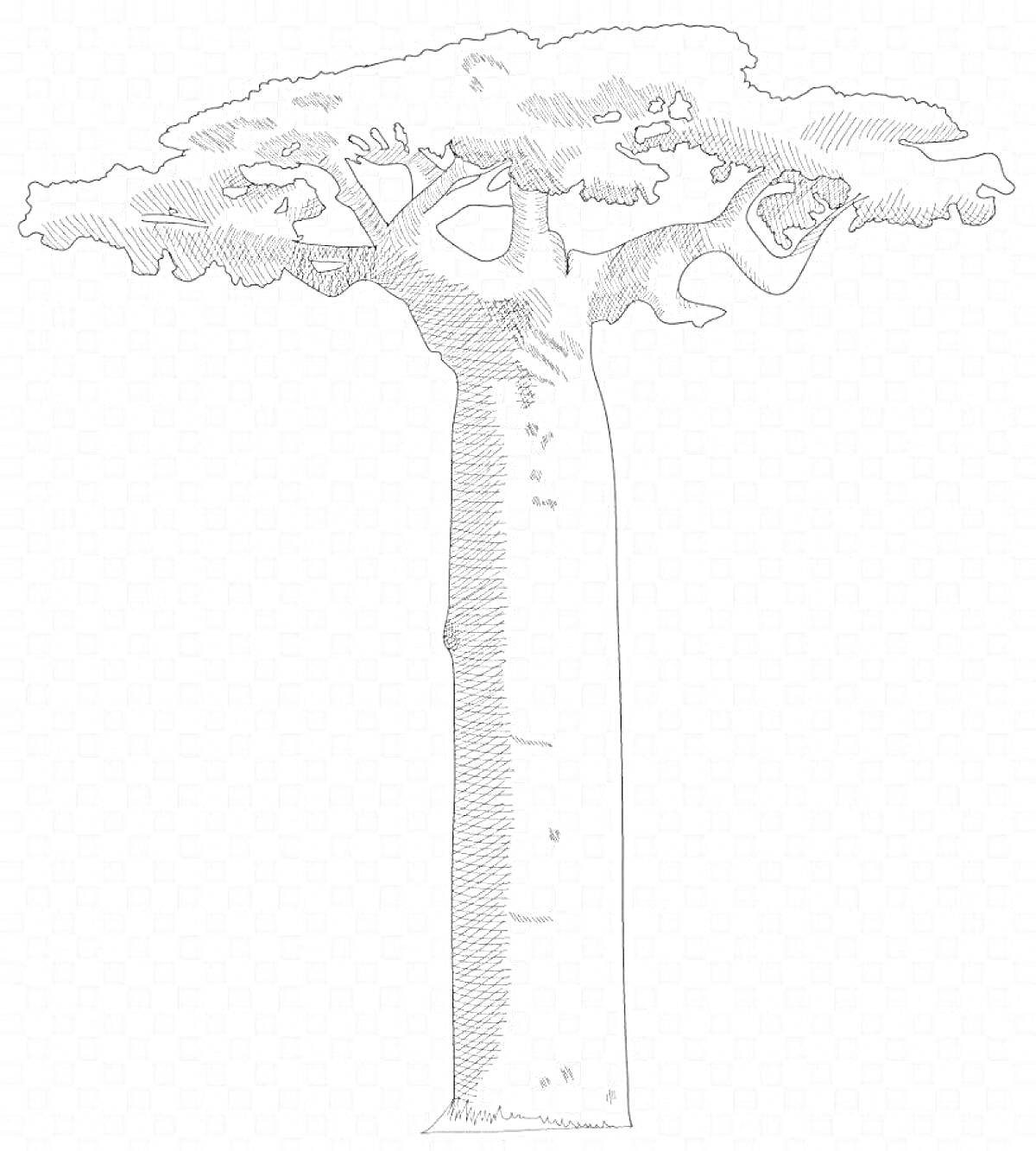 Раскраска Баобаб с ветвями и листвой