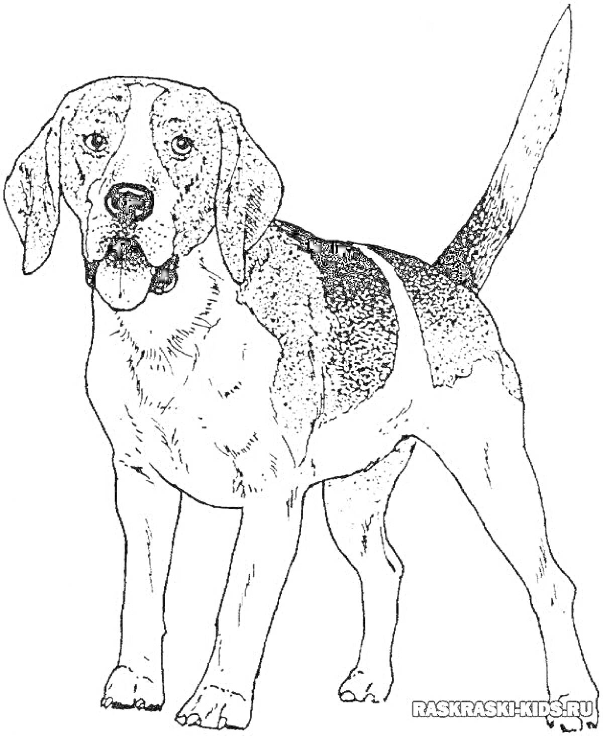 Раскраска Собака породы бигль стоит на четвереньках с вытянутым вперед хвостом.