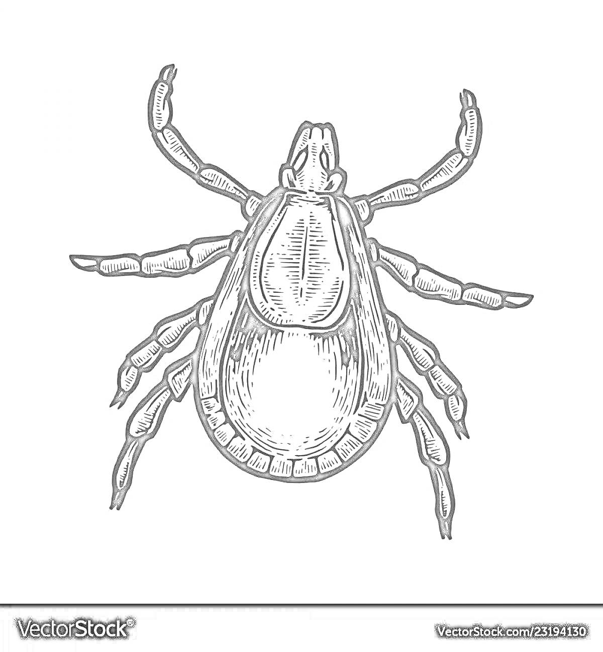 Раскраска Клещ с восемью ногами и детализированным туловищем