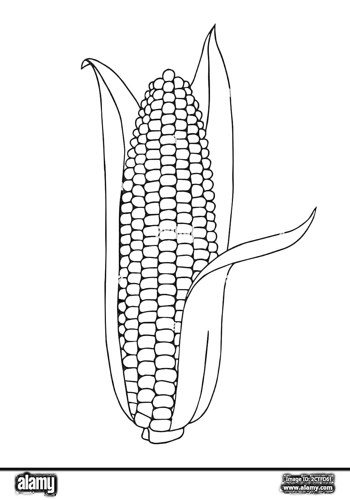 На раскраске изображено: Кукуруза, Листья, Початок, Для детей