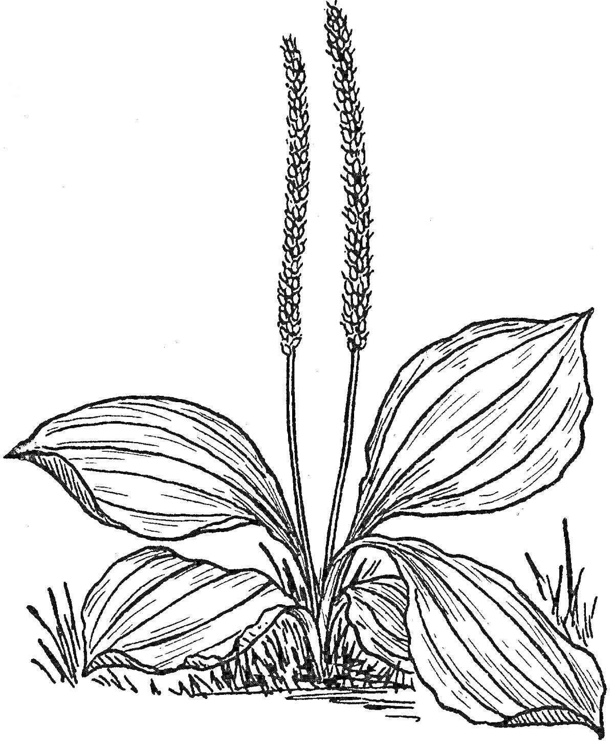 Раскраска подорожник с листьями и цветоносами на траве