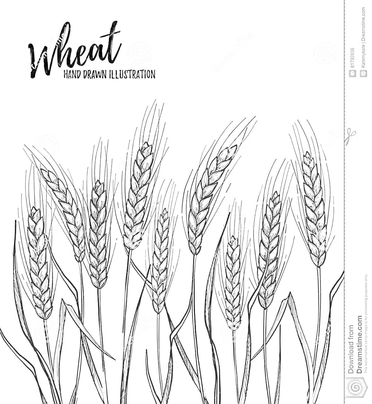 На раскраске изображено: Пшеница, Растения, Сельское хозяйство, Ботаника