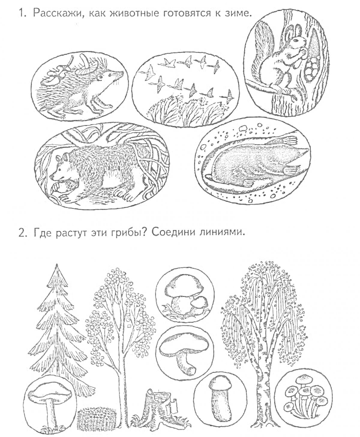 На раскраске изображено: Животные, Выдра, Медведь, Белка, Грибы, Береза, Лес, Зима