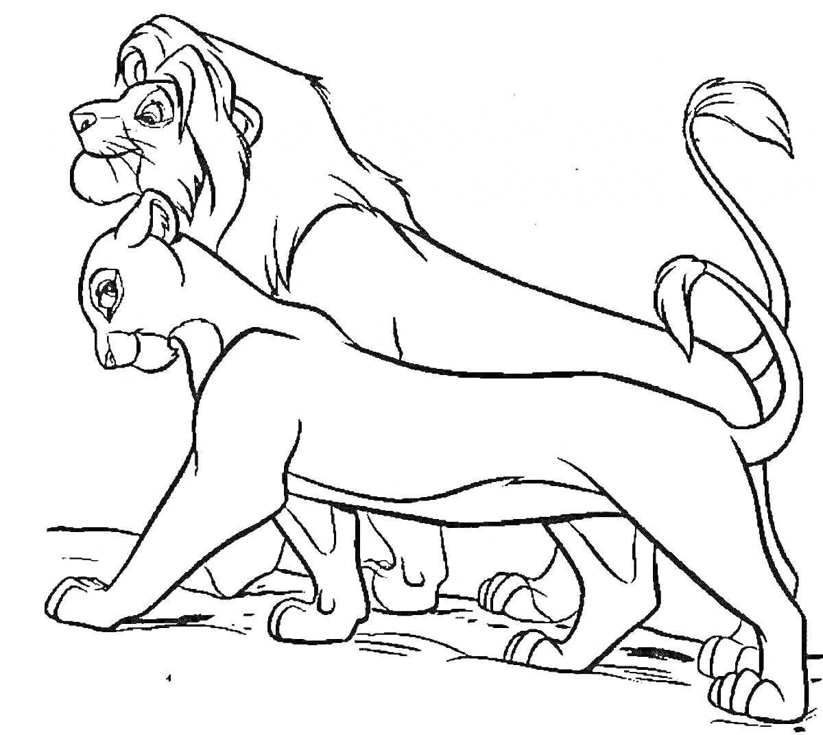 Раскраска Лев с гривой и львица на прогулке
