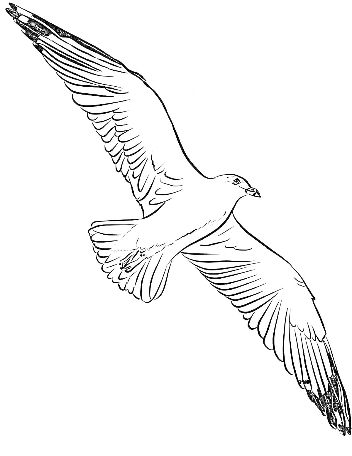 Раскраска Летящая чайка, раскинувшая крылья