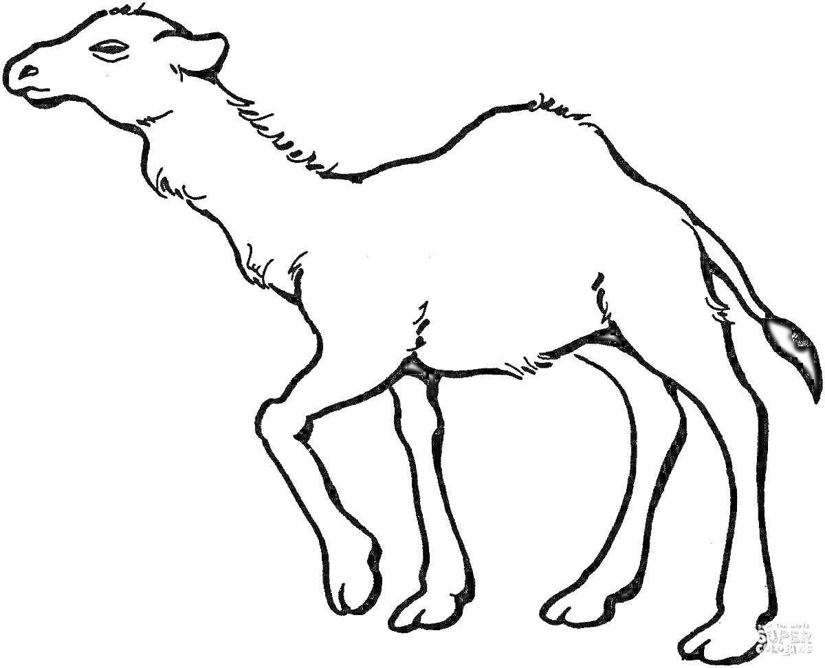 Раскраска Верблюд стоящий на четырех ногах