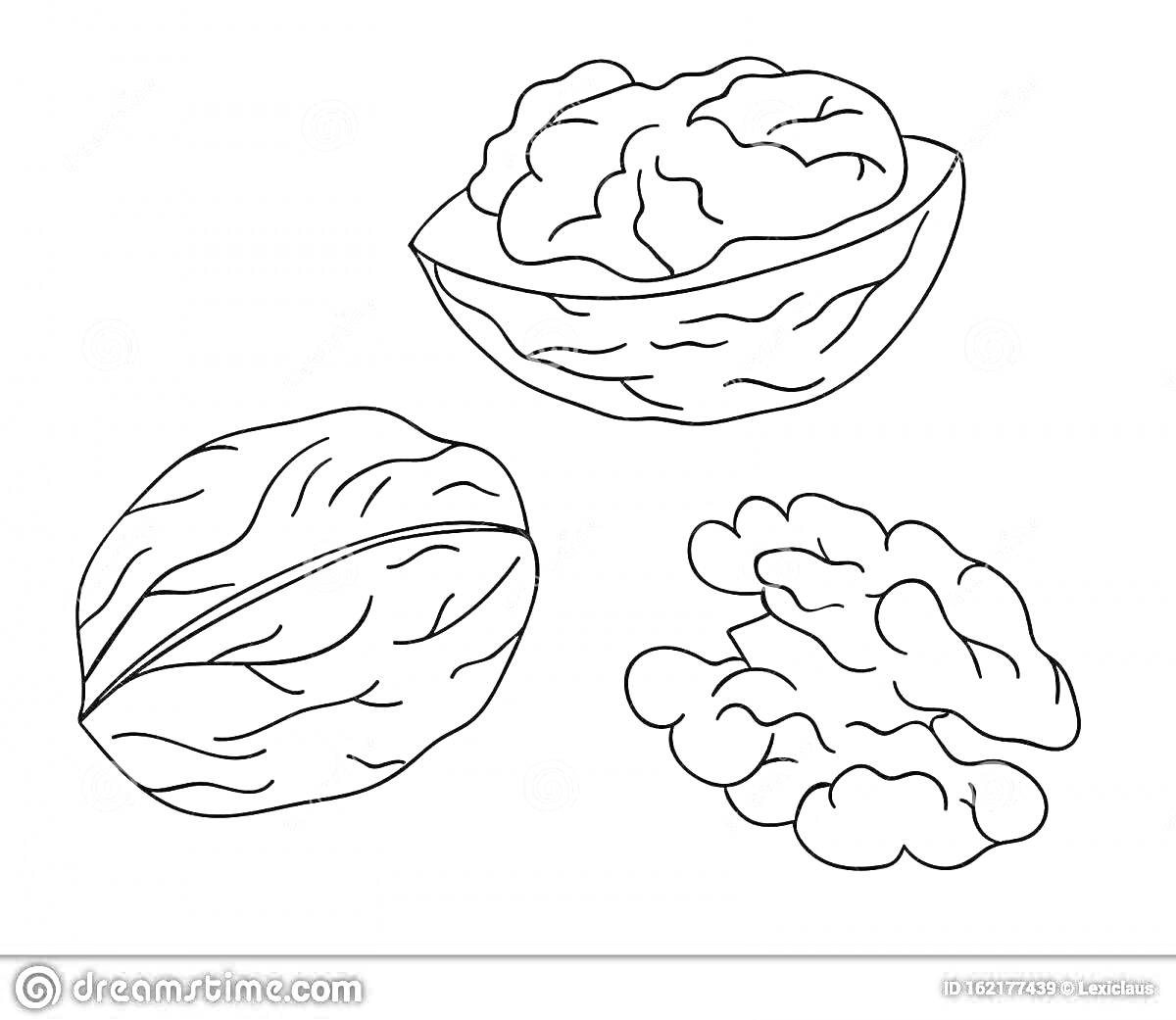 Раскраска Грецкий орех в скорлупе, половинка грецкого ореха, ядра грецкого ореха