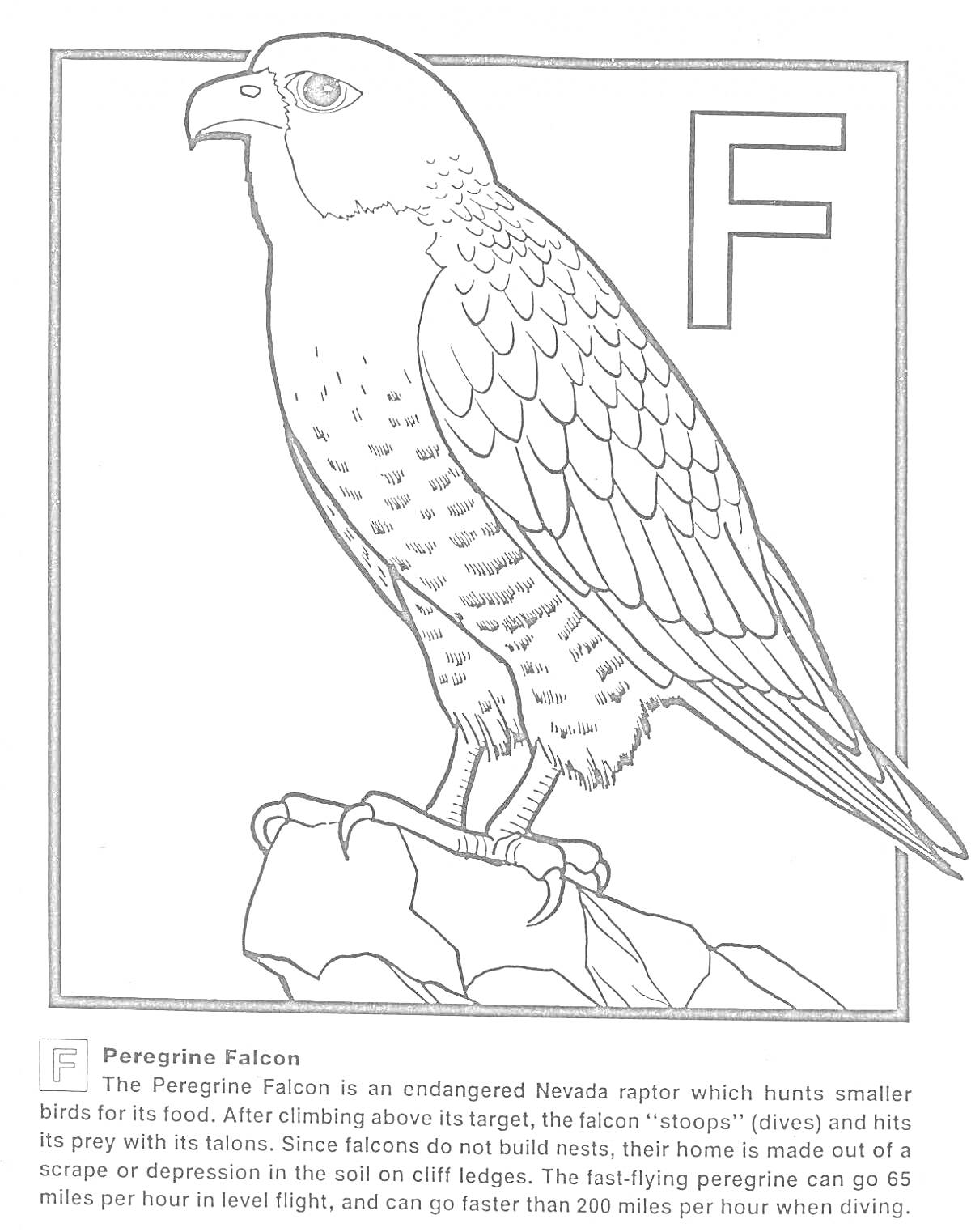 Раскраска Сапсан на скале с буквой 
