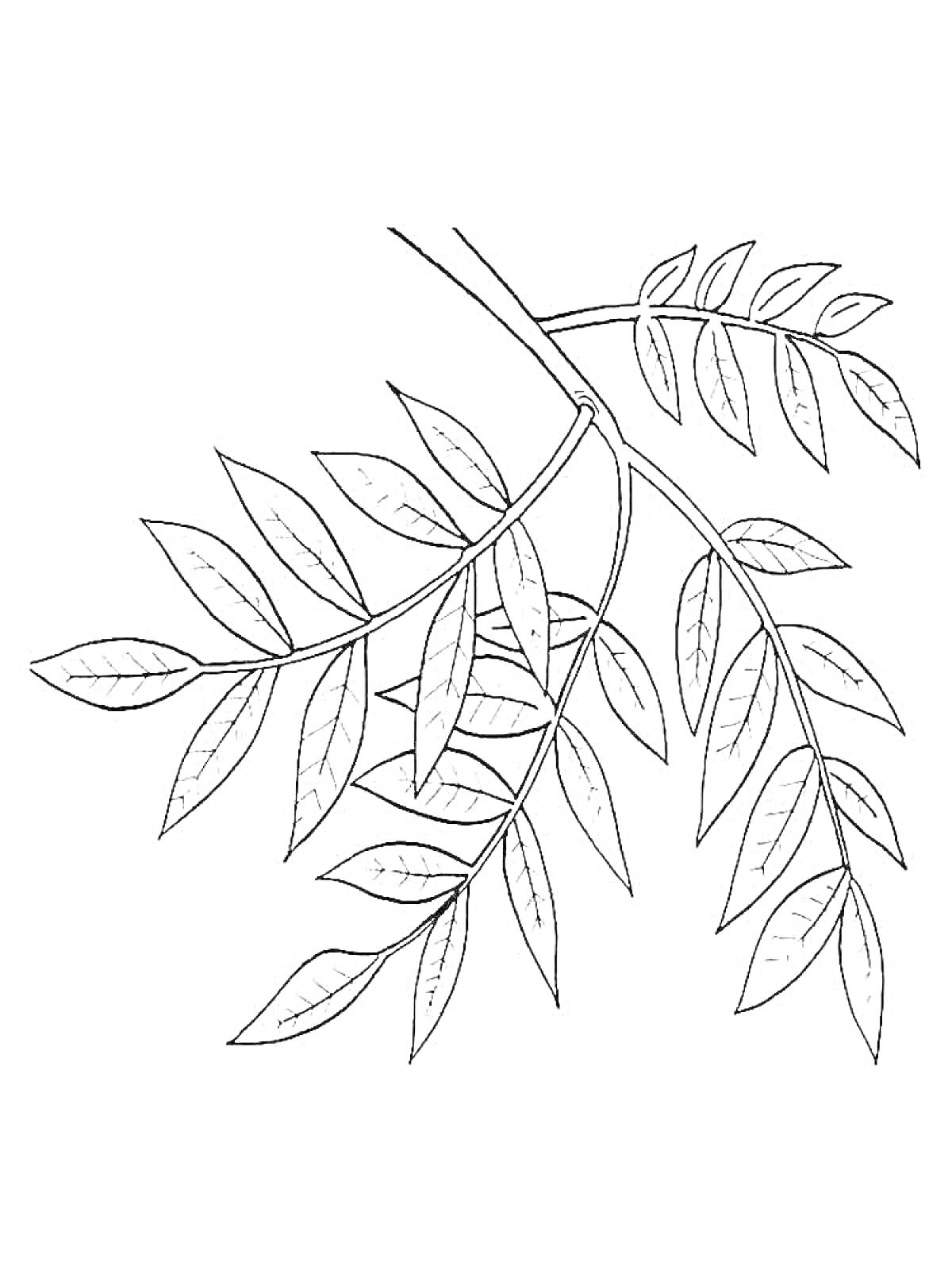Раскраска Ветка дерева с листьями
