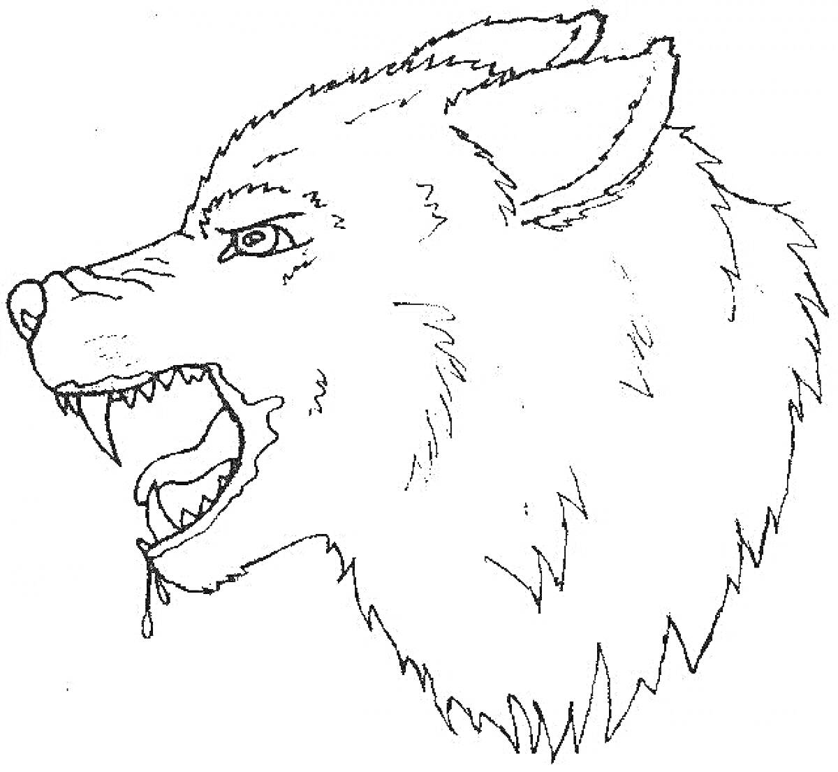 На раскраске изображено: Волк, Оскал, Зубы, Пасть, Слюна