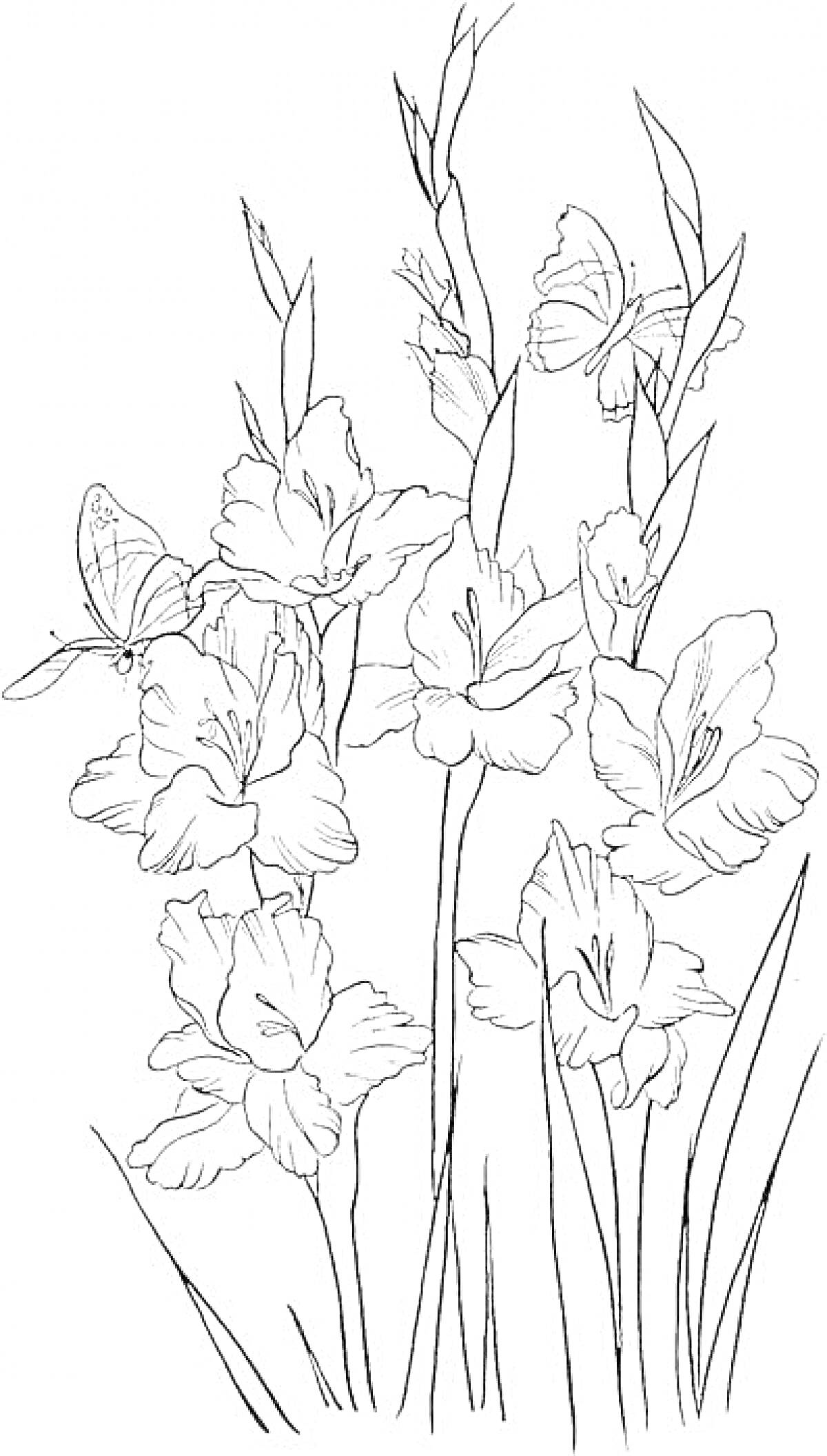 Раскраска Цветы и бабочки на цветущих стеблях гладиолусов