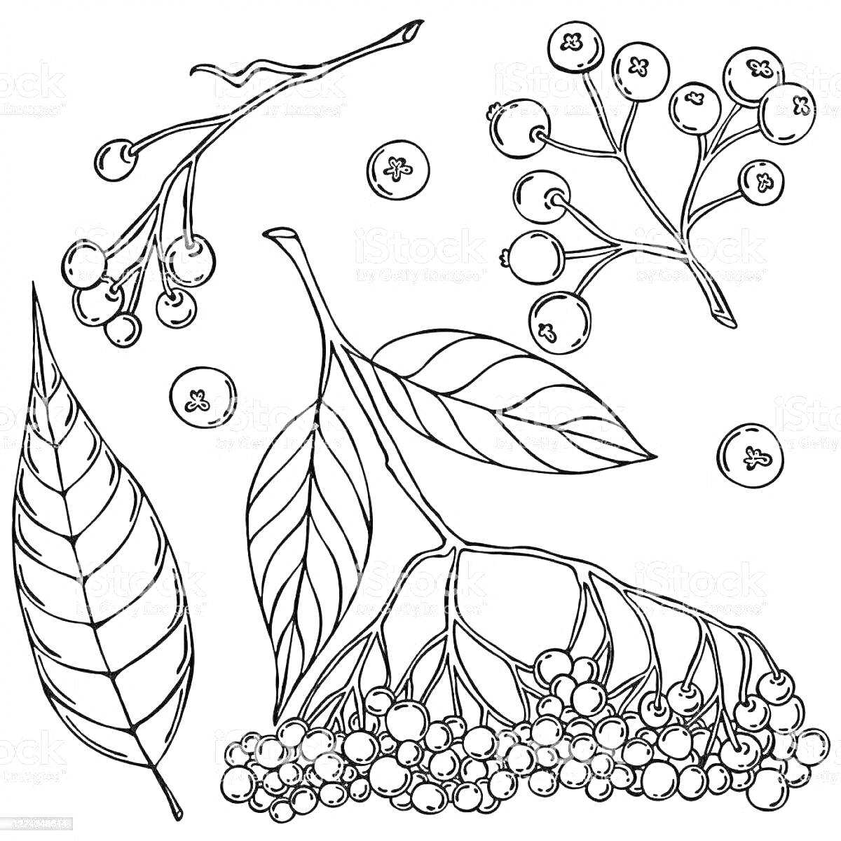 На раскраске изображено: Ягоды, Листья, Ботаника, Природа