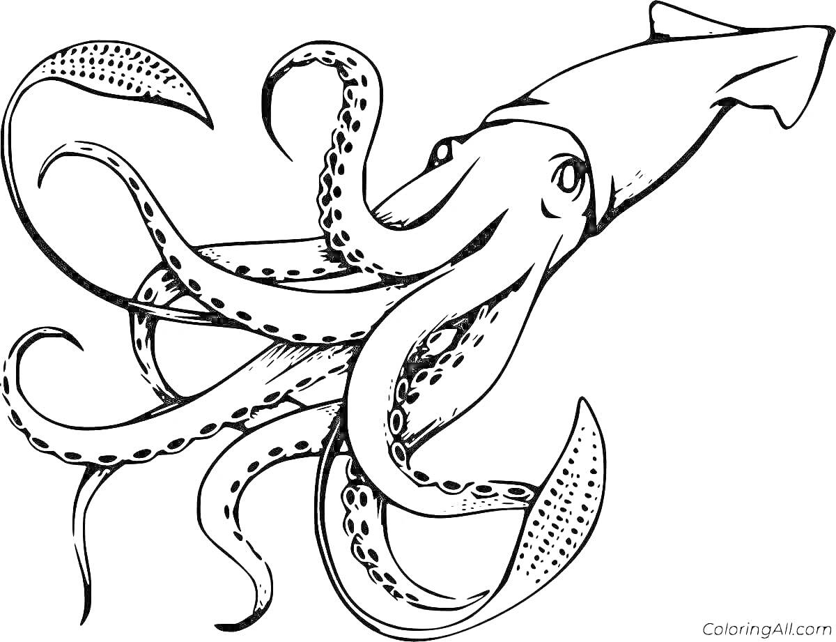 На раскраске изображено: Щупальца, Морские животные, Подводный мир, Чернила, Океаны