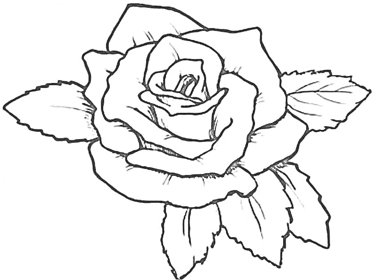 Раскраска Роза с листьями