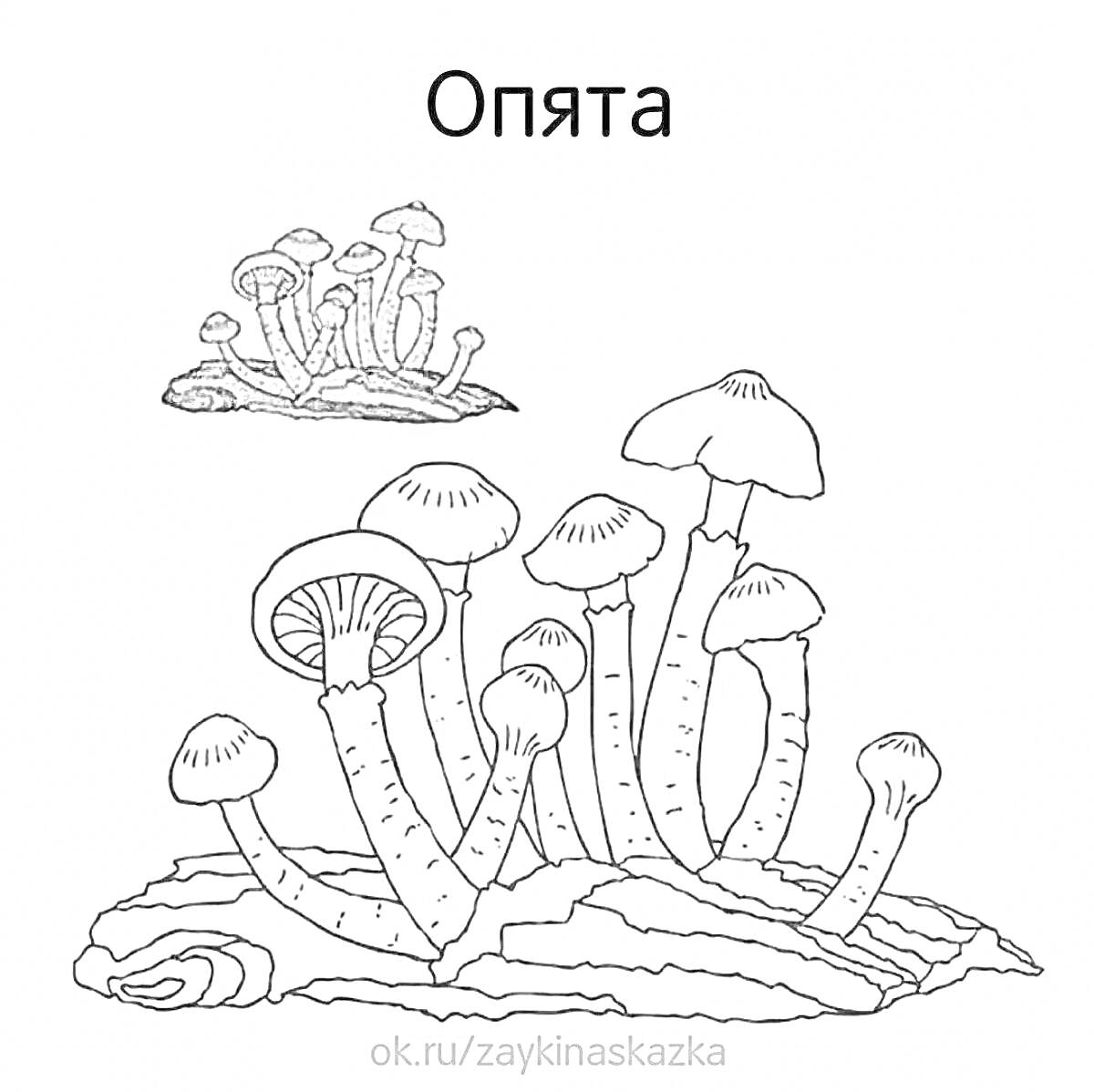 Раскраска Опята на древесине, большие и маленькие группы грибов