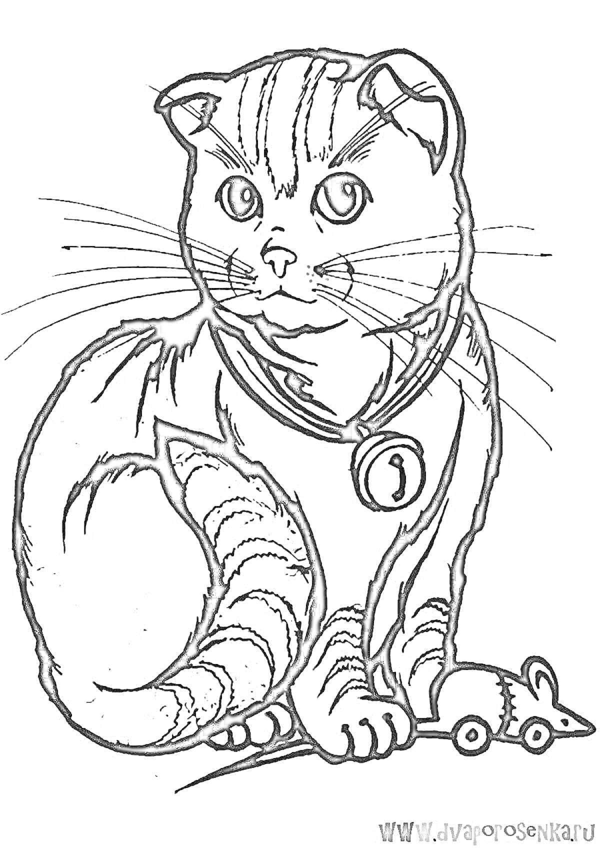 Раскраска Шотландский вислоухий кот с ошейником и мышью