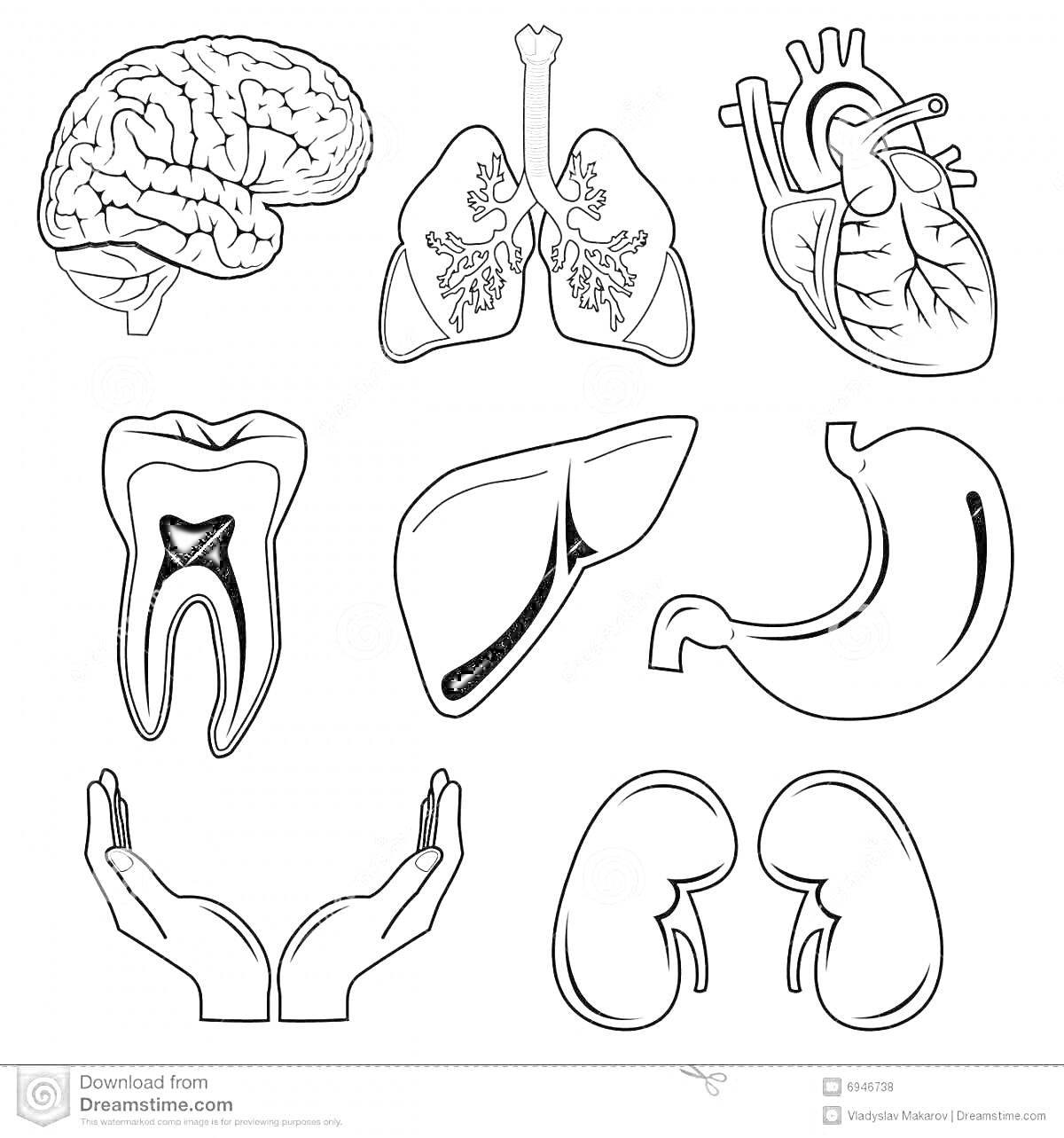 Раскраска Внутренние органы человека — мозг, легкие, сердце, зуб, печень, желудок, руки, почки
