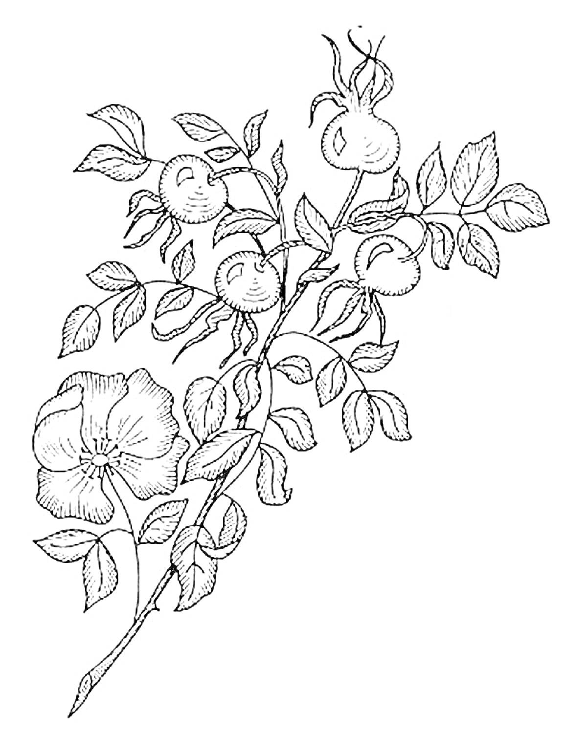 Раскраска Веточка шиповника с плодами и цветком