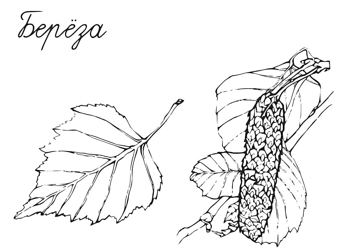 На раскраске изображено: Береза, Листья, Сережка, Природа, Ботаника