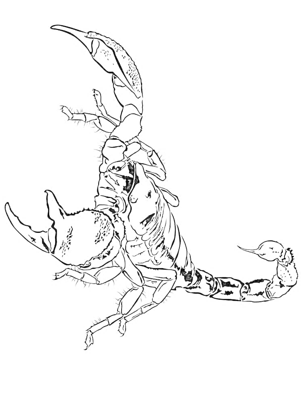 Раскраска Скорпион с поднятыми клешнями и хвостом