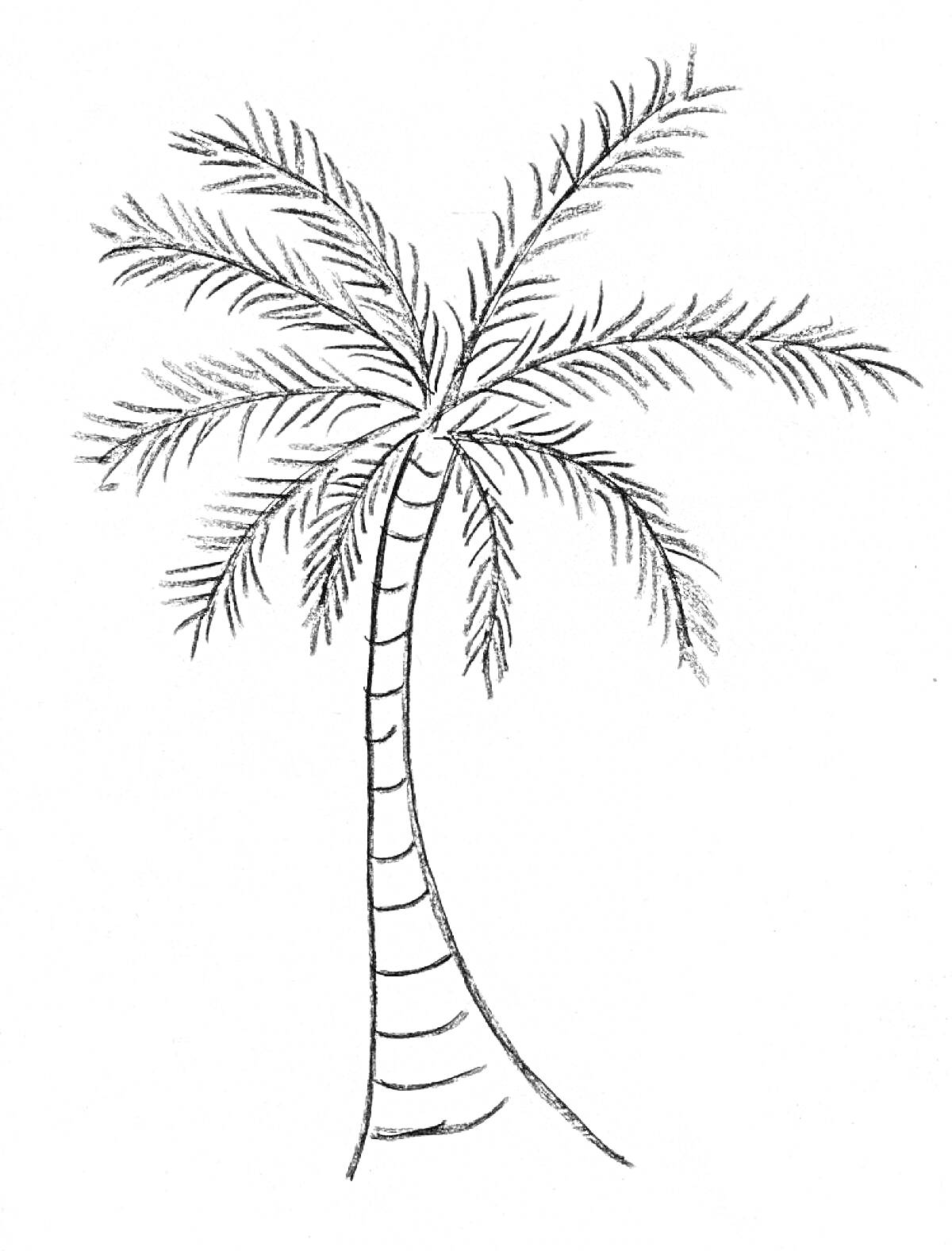 Раскраска Пальма с листьями
