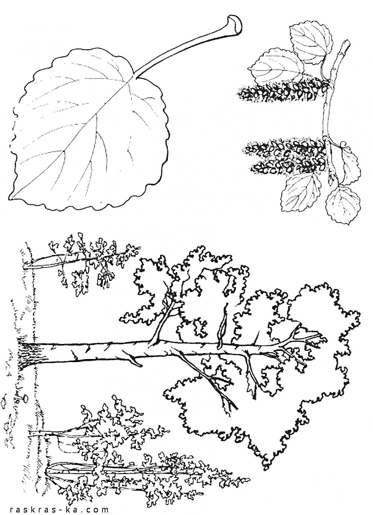 На раскраске изображено: Осина, Листья, Соцветия, Лес, Природа, Растения, Для детей