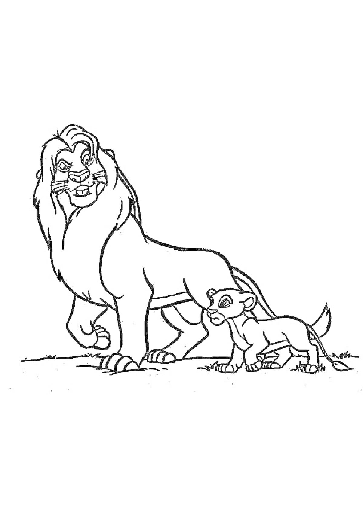 На раскраске изображено: Львы, Взрослый лев, Животные, Природа, Симба