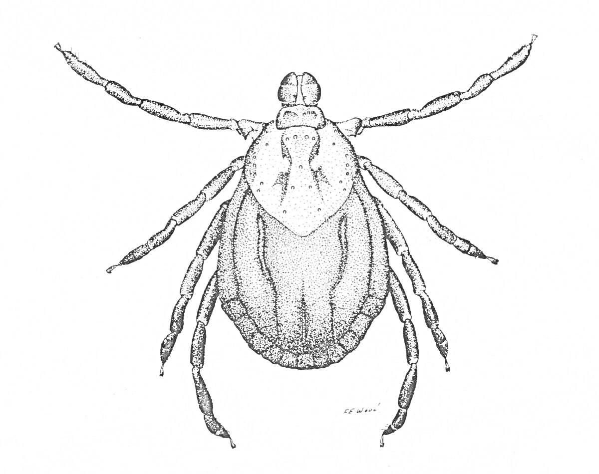 Клещ с длинными лапками и округлым телом, вид сверху
