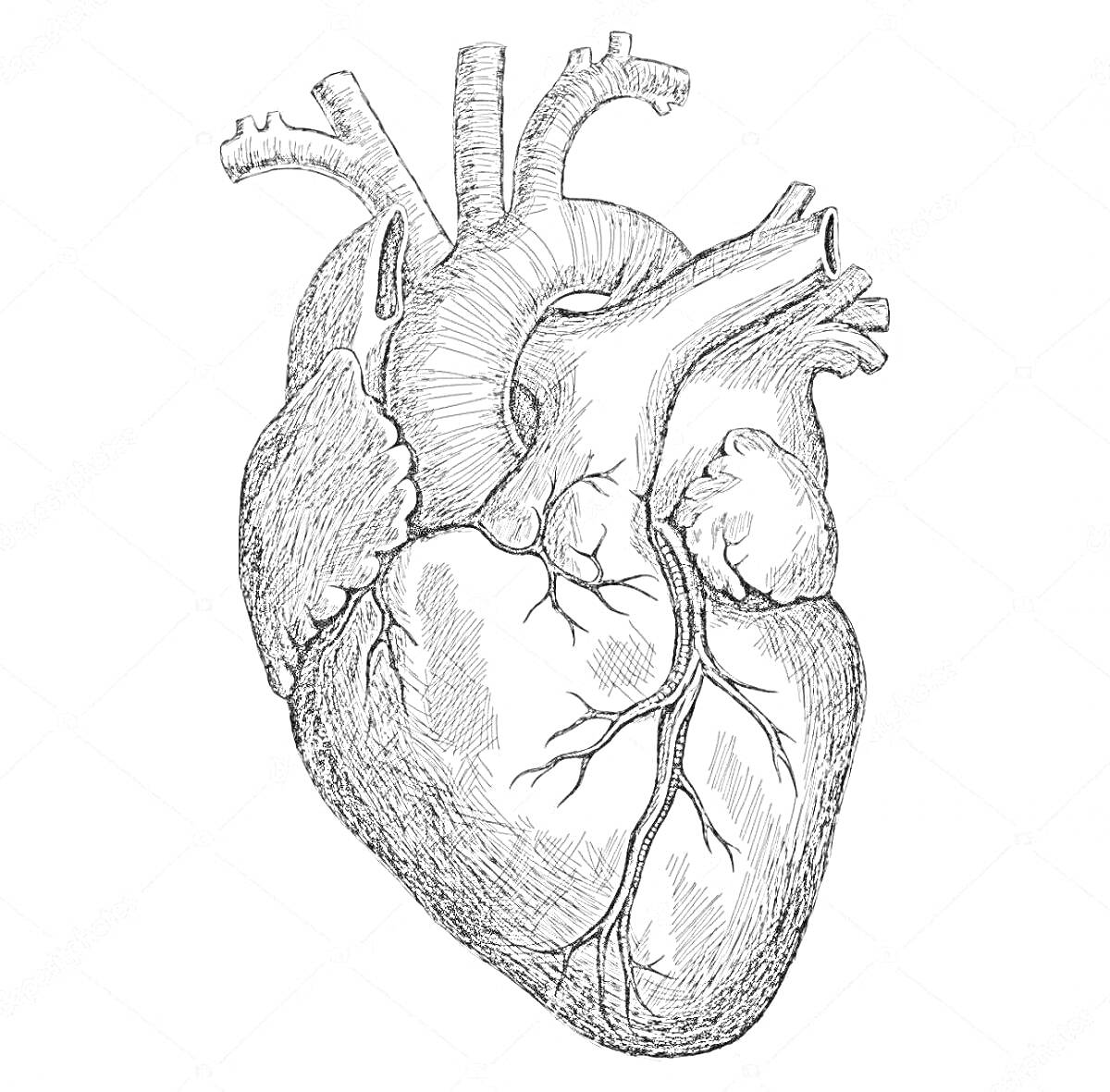 Раскраска Анатомическая раскраска сердца, включающая вены, артерии и клапаны