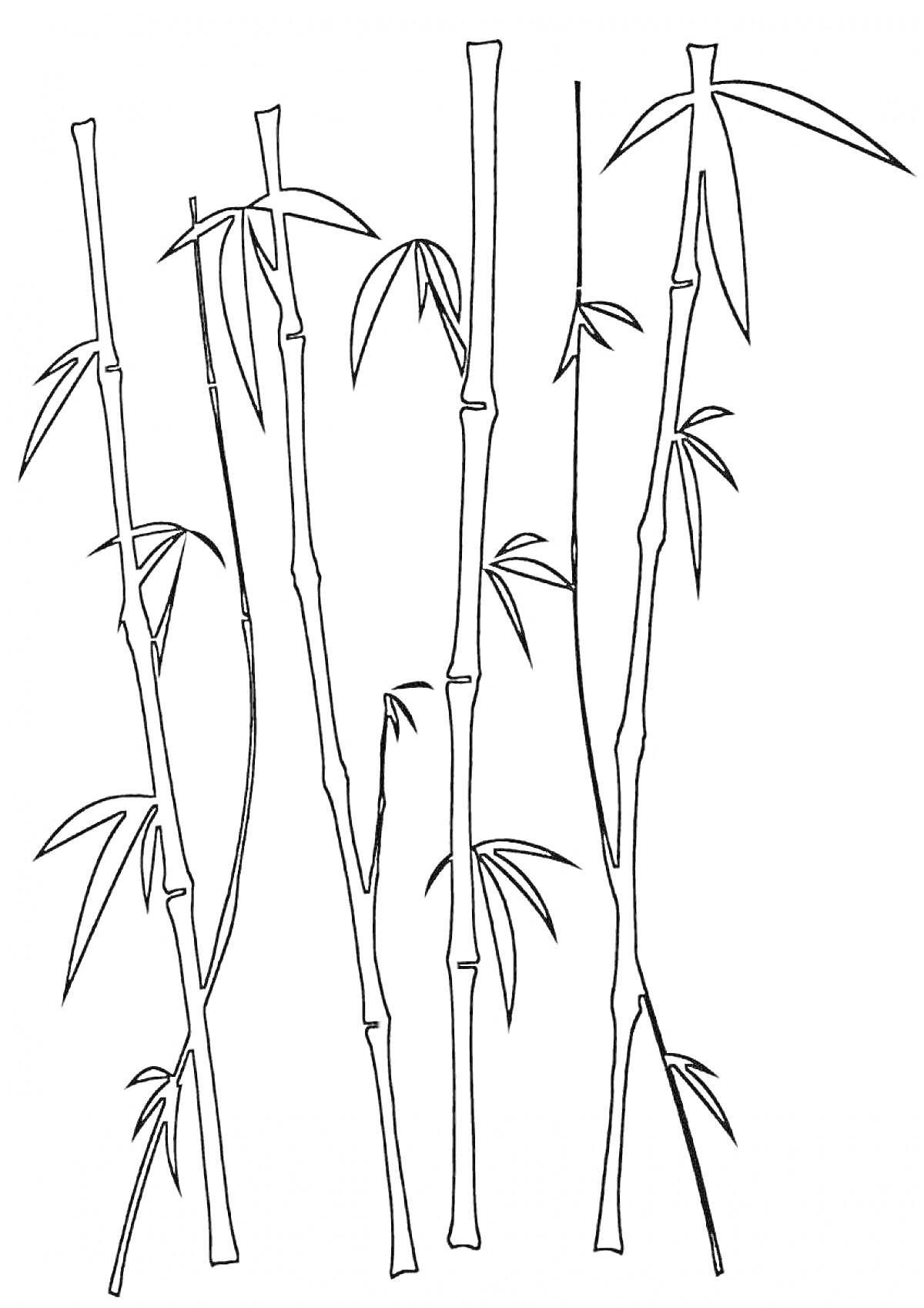 Раскраска Бамбуковые стебли с листьями