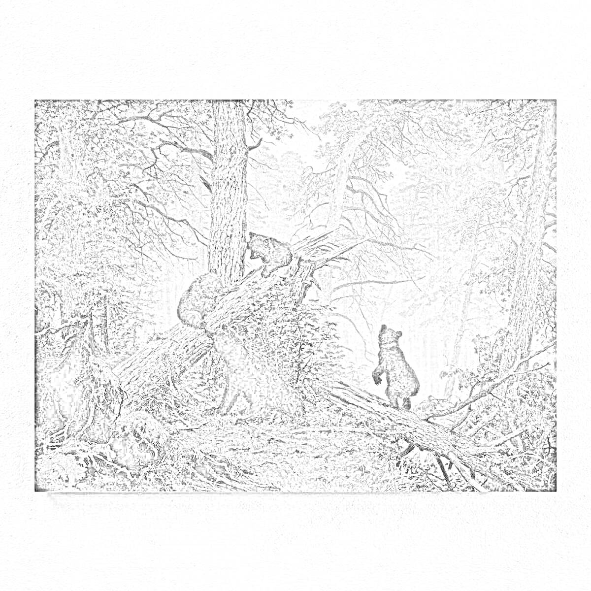 Раскраска Три медвежонка играют на упавшем дереве в сосновом лесу
