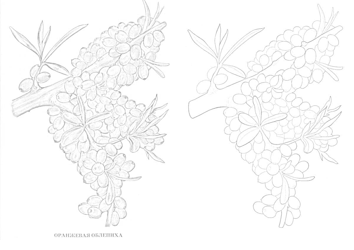 На раскраске изображено: Облепиха, Ягоды, Листья, Природа, Ботаника