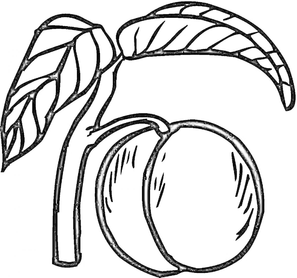 На раскраске изображено: Персик, Листья, Для детей