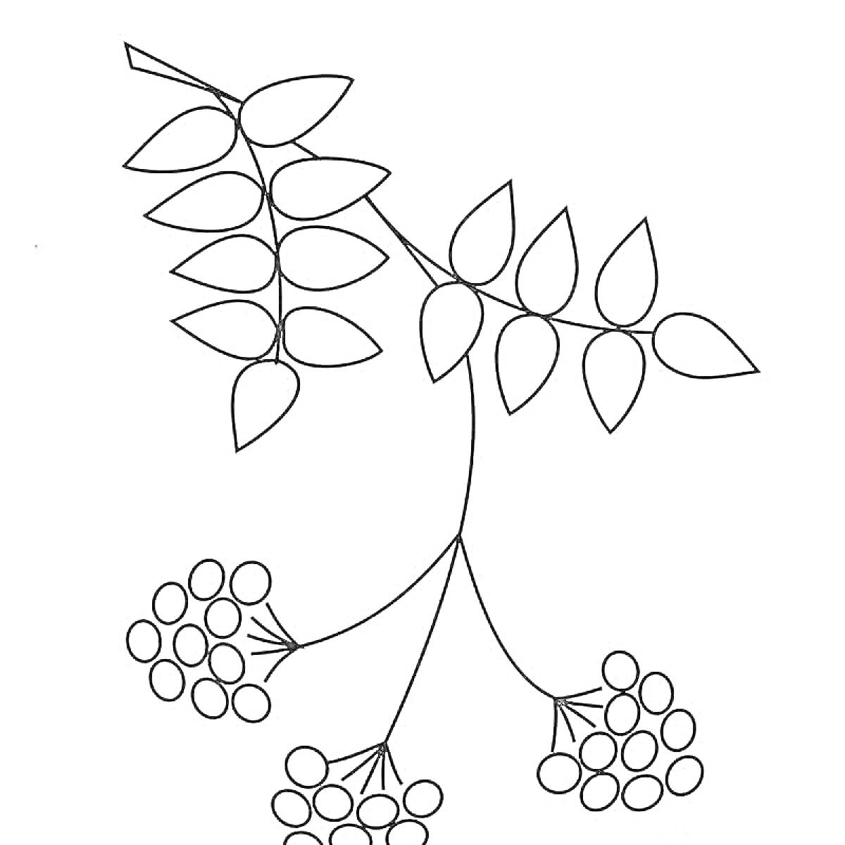 Раскраска Ветка рябины с ягодами и листьями