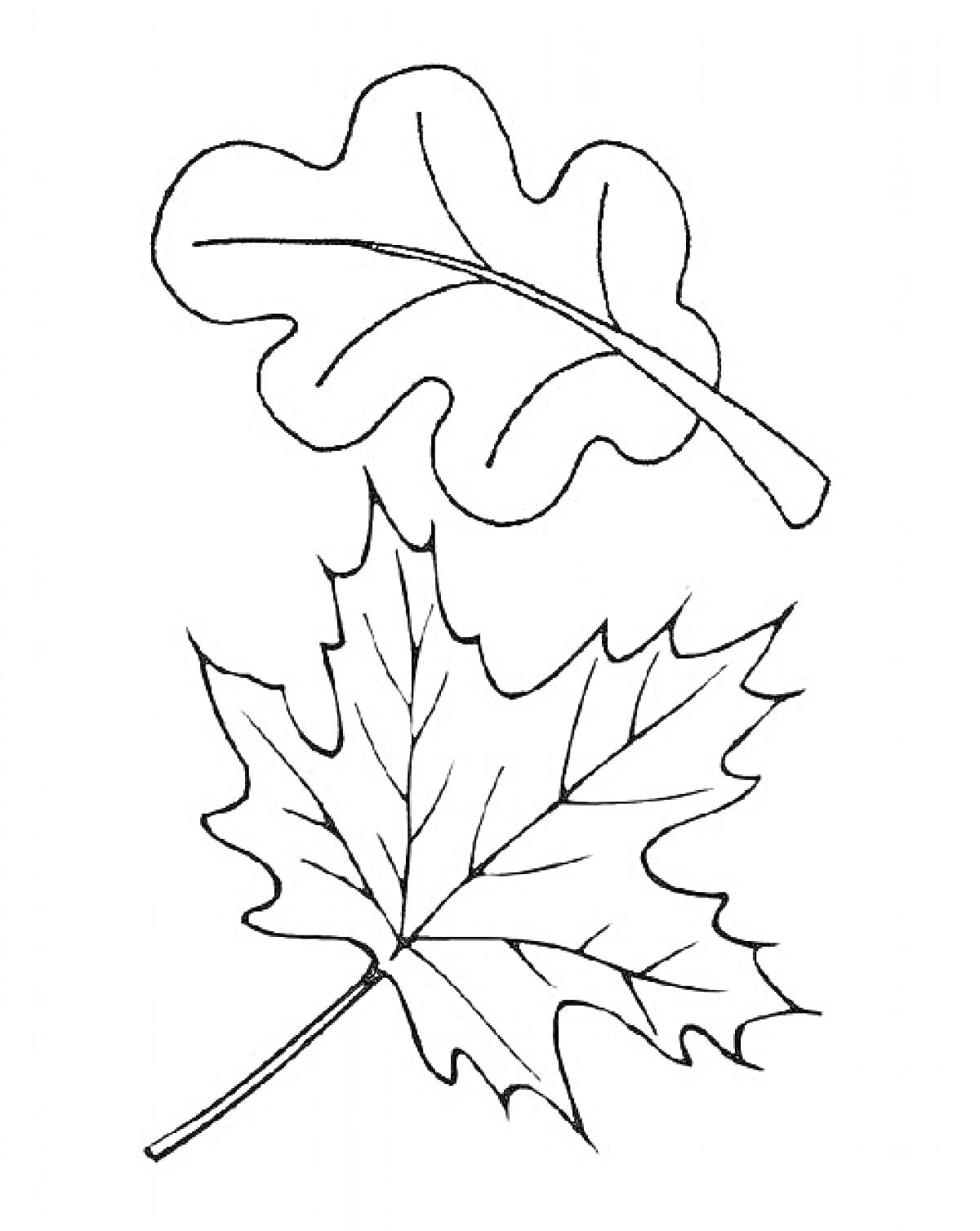 Раскраска Два листа: кленовый лист и дубовый лист